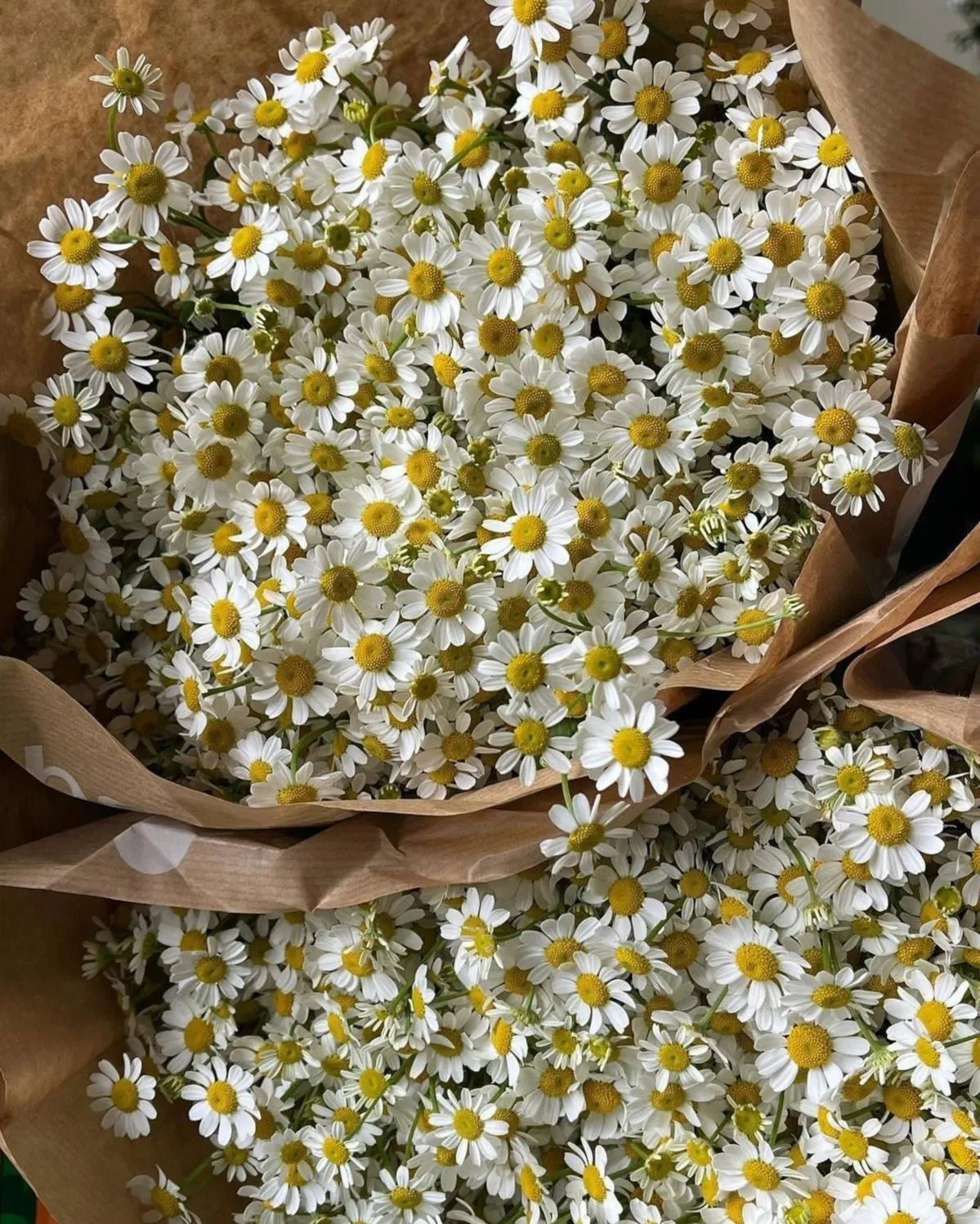 Matricarias envueltas en papel kraft