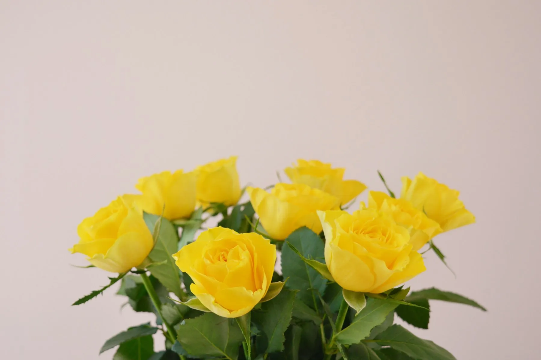 Rosas amarillas con hojas verdes sobre un fondo claro