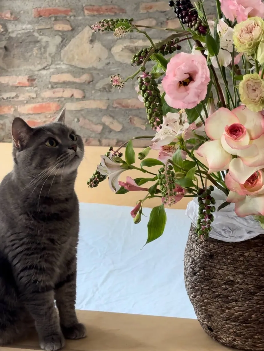 A grey cat sitting next to a bouquet of roses, lisianthus, alstroemeria and pokeweed