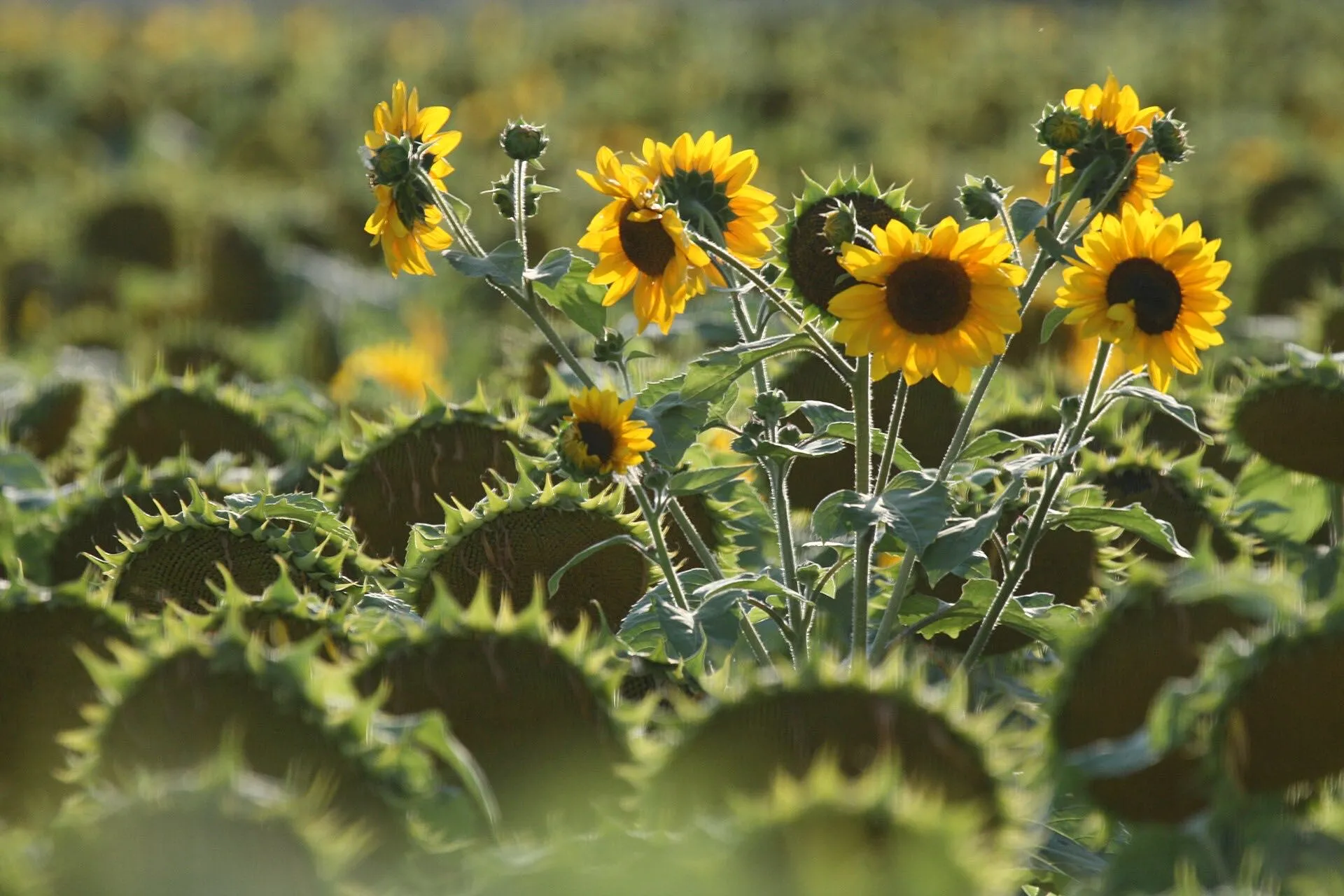 Girasoles florecidos en un campo, con luz de contraluz y cabezas inclinadas al fondo