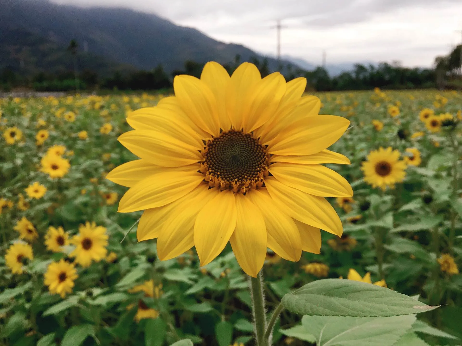 Girasol amarillo en primer plano frente a un campo de girasoles