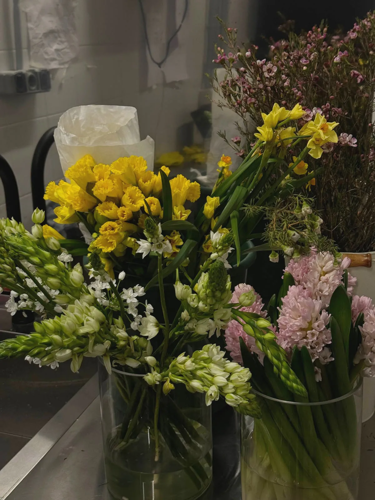 Narcisos, jacintos, ornithogalum y chamelaucium en floreros en el taller
