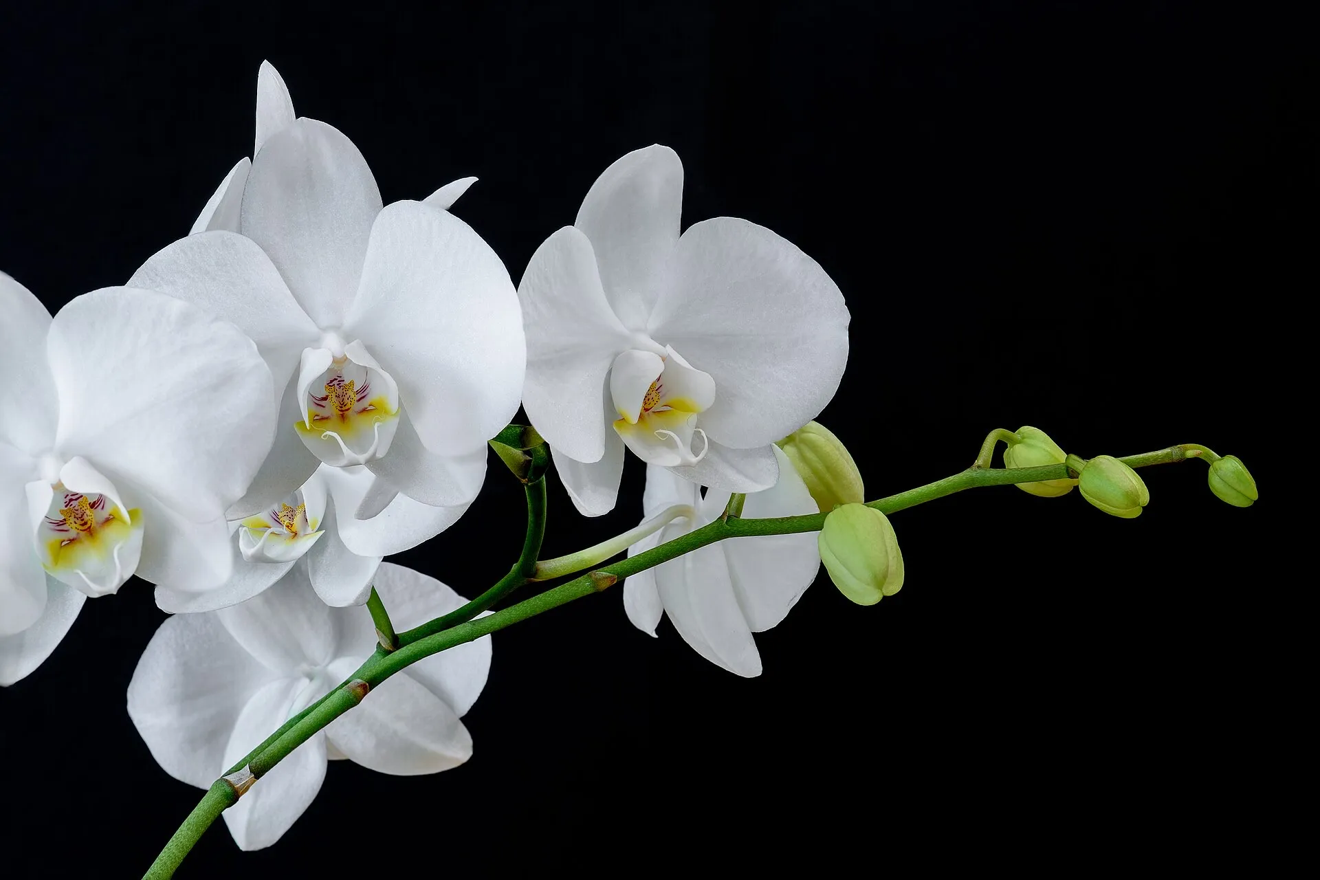 Rama de orquídea Phalaenopsis blanca con flores abiertas y capullos sobre fondo negro