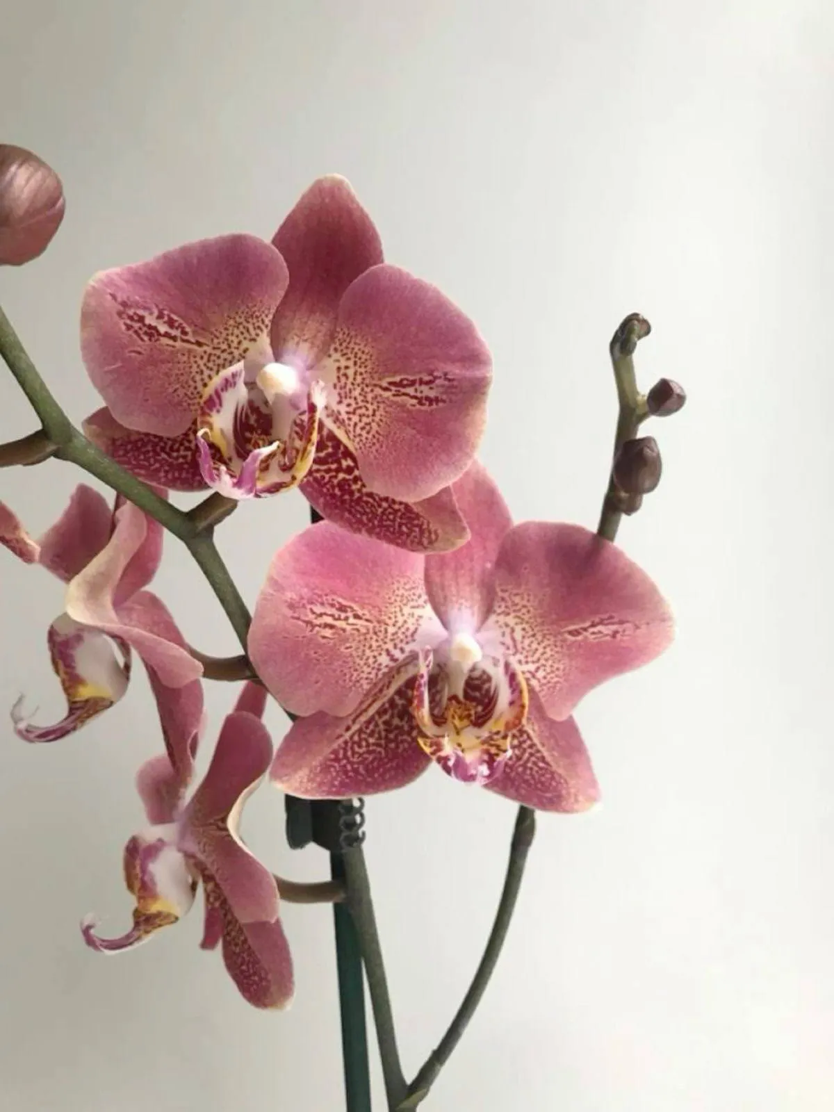 Vara de orquídea phalaenopsis rosada moteada con pimpollos sobre fondo claro