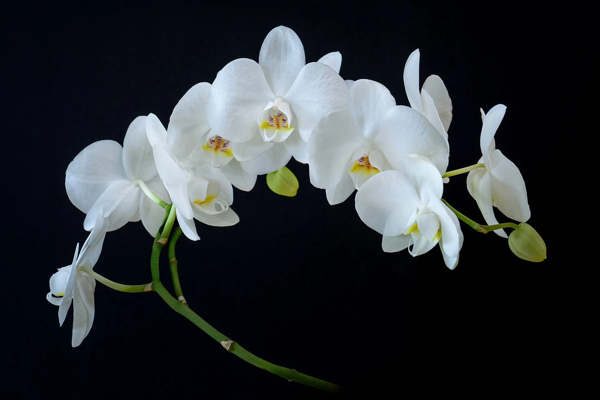 Rama de orquídeas Phalaenopsis blancas con capullos sobre fondo negro