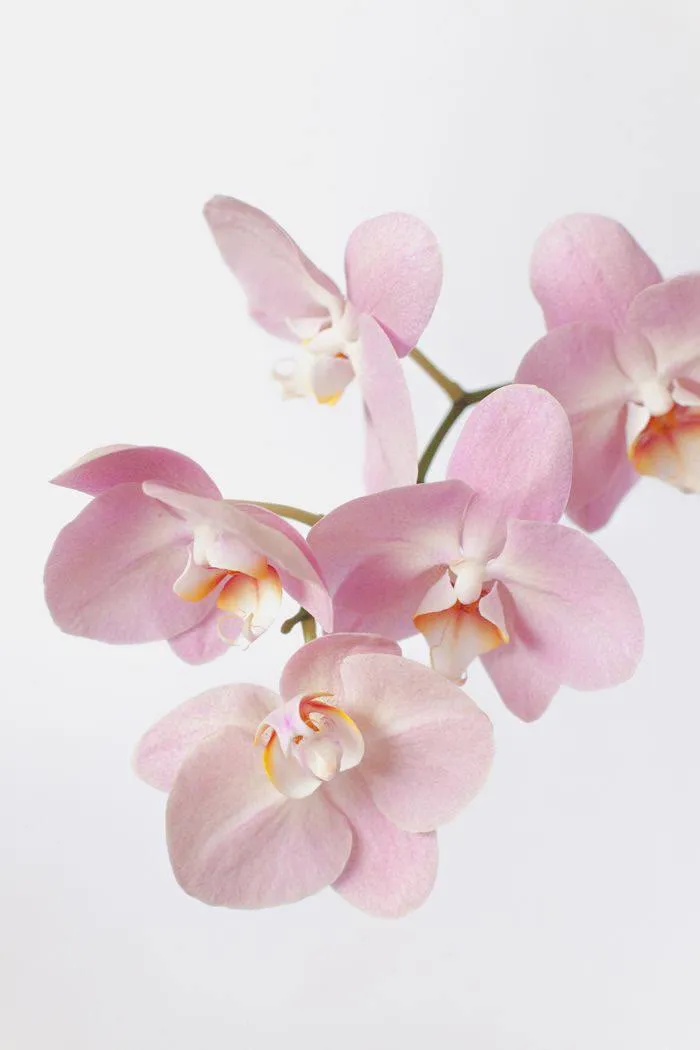 Pale pink phalaenopsis orchid blooms on a white background