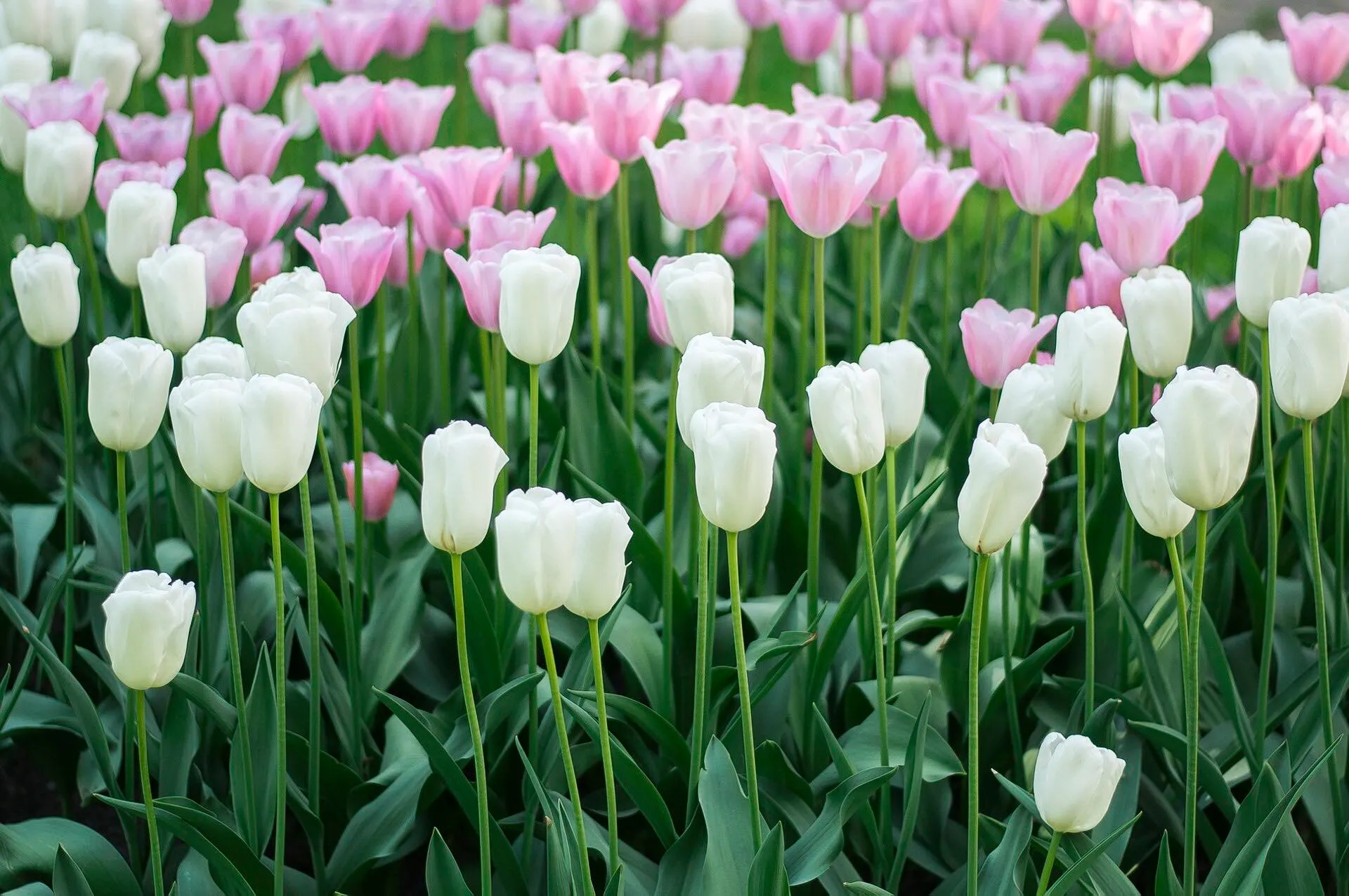 Campo de tulipanes blancos y rosados de tallo largo